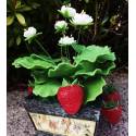 皂花,草莓園[floa00001]