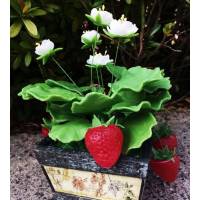 皂花,草莓園